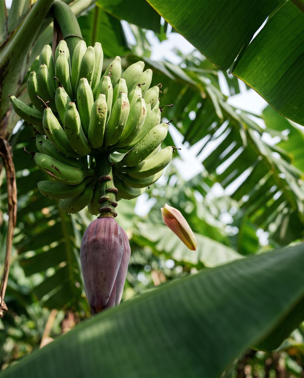 Cacho de bananas verdes no bananal